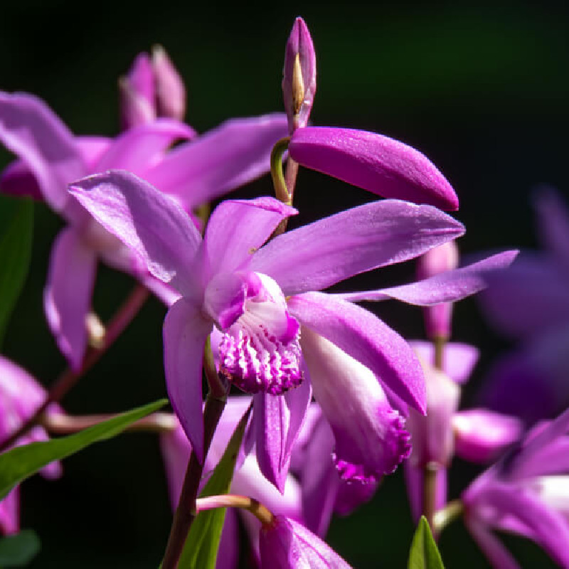 Bletilla striata