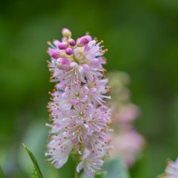 Clethra alnifolia Pink Spire