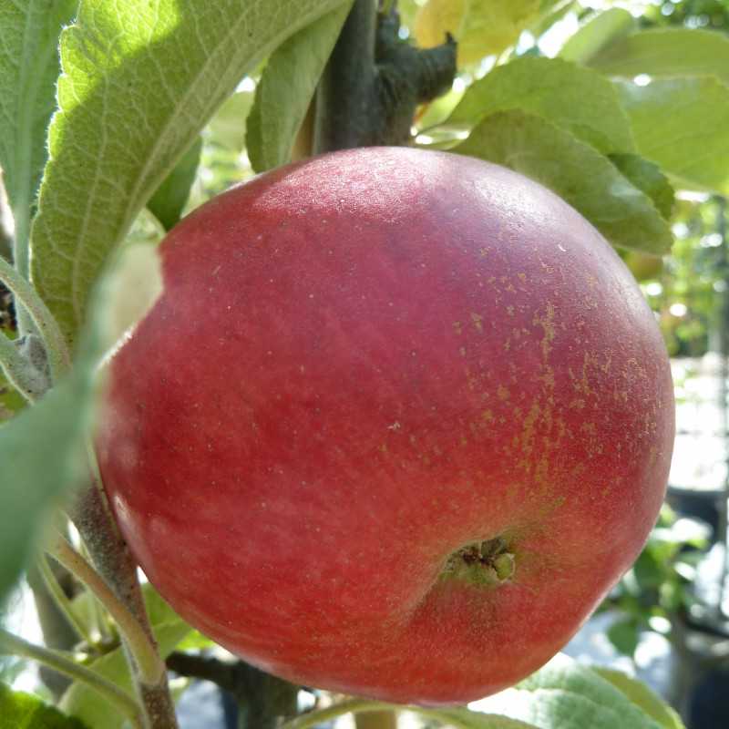 Malus domestica 'Akane'