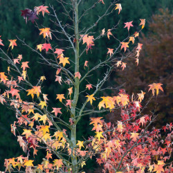 Acer tataricum 'Ginnala' - Érable du fleuve Amour