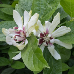 Calycanthus 'Venus' - Arbre aux anémones