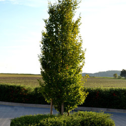 Carpinus betulus Fastigiata