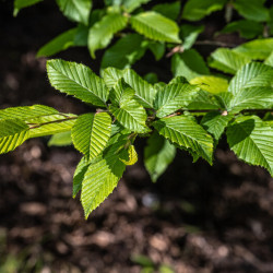 Carpinus betulus 'Fastigiata' - Charme fastigié