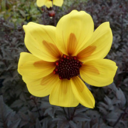 Dahlia 'Mystic Illusion' ® - 'Knockout'