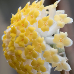 Edgeworthia chrysantha ‘Grandiflora’