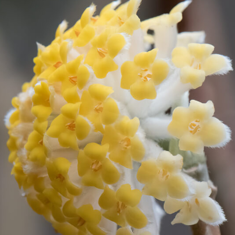 Edgeworthia chrysantha ‘Grandiflora’
