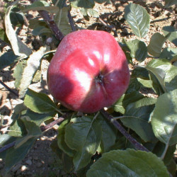 Pommier Calville Rouge d'Hiver