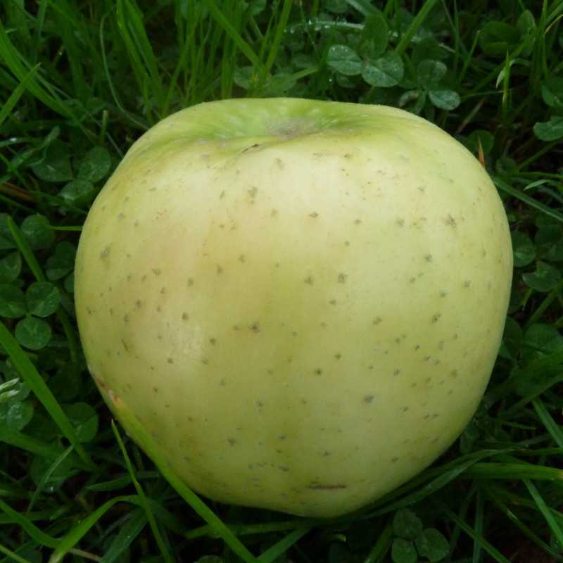 Malus domestica 'Belchard' ou 'Chantecler' - Pommier