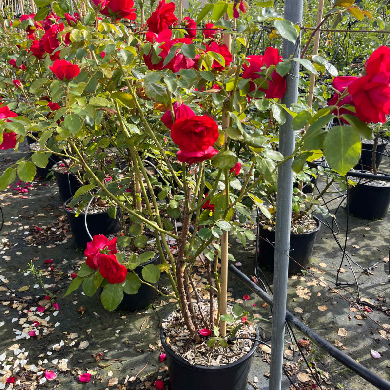 Rosa  (grimpant) ‘Edith Piaf‘
