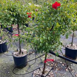 Rosa  Décorosier ‘Kadora‘ 