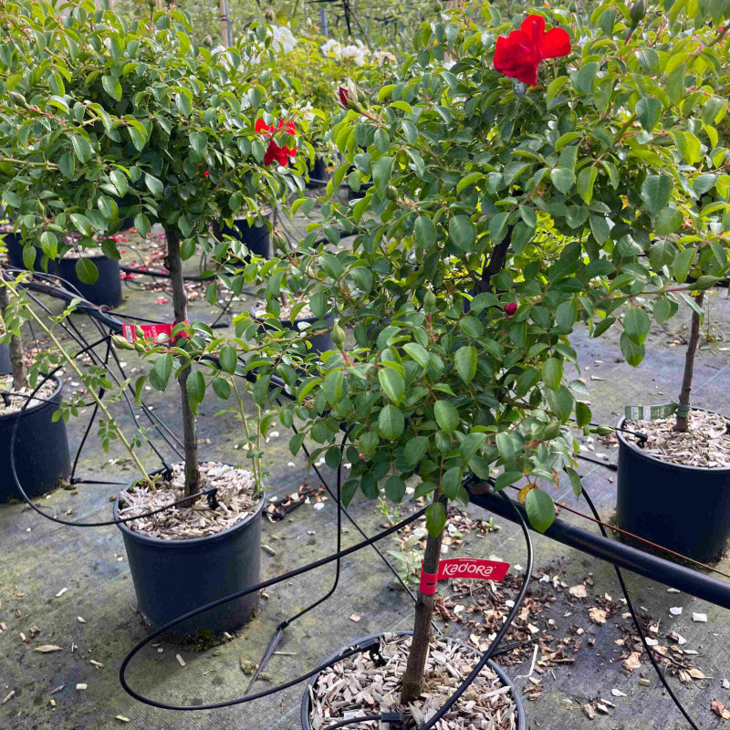 Rosa  Décorosier ‘Kadora‘ 
