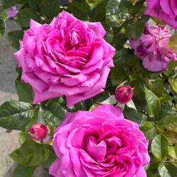 Rosa 'Sourire de Périgueux' ® - Rosier
