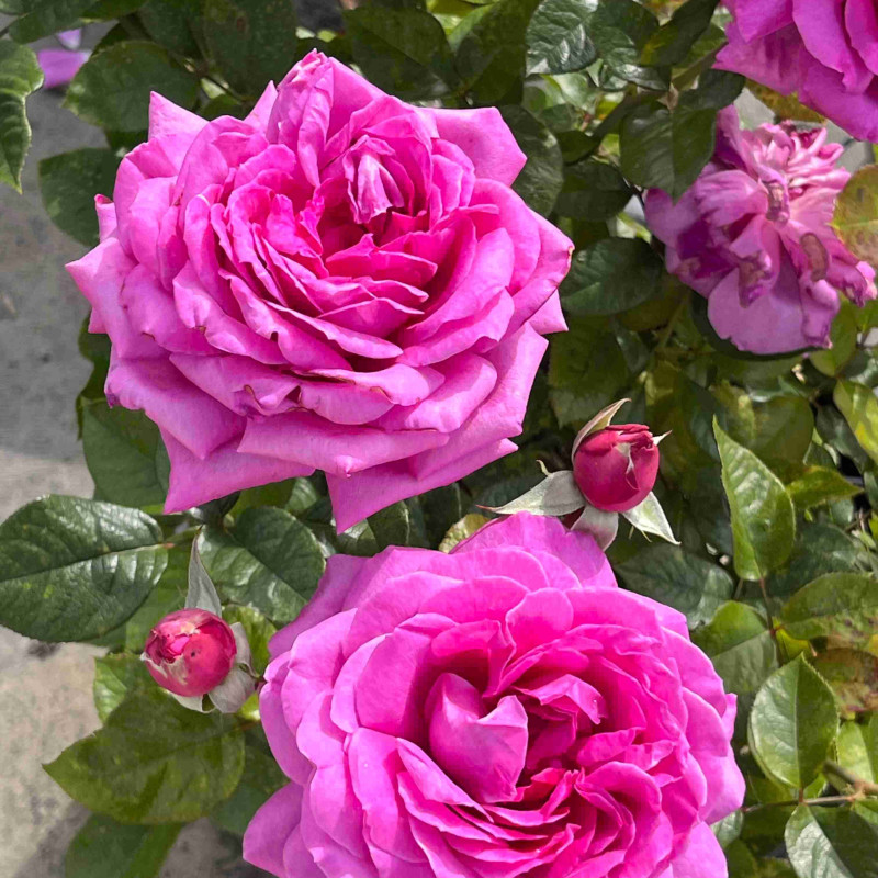 Rosa 'Sourire de Périgueux' ® - Rosier