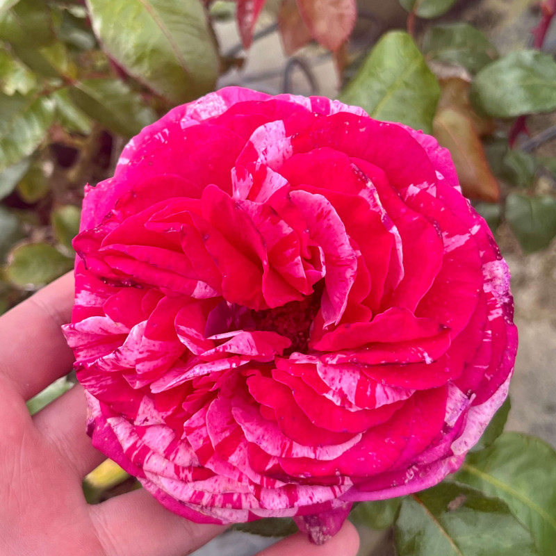 Rosa Crazy Fashion