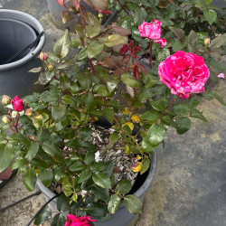 Rosa Crazy Fashion