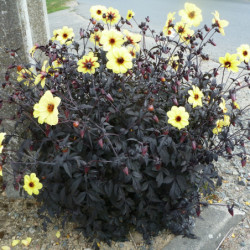 Dahlia 'Mystic Illusion' ® - 'Knockout'