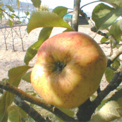 Malus domestica 'Cox's Orange' - Pommier
