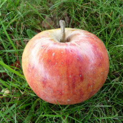 Malus domestica 'Cox's Orange' - Pommier