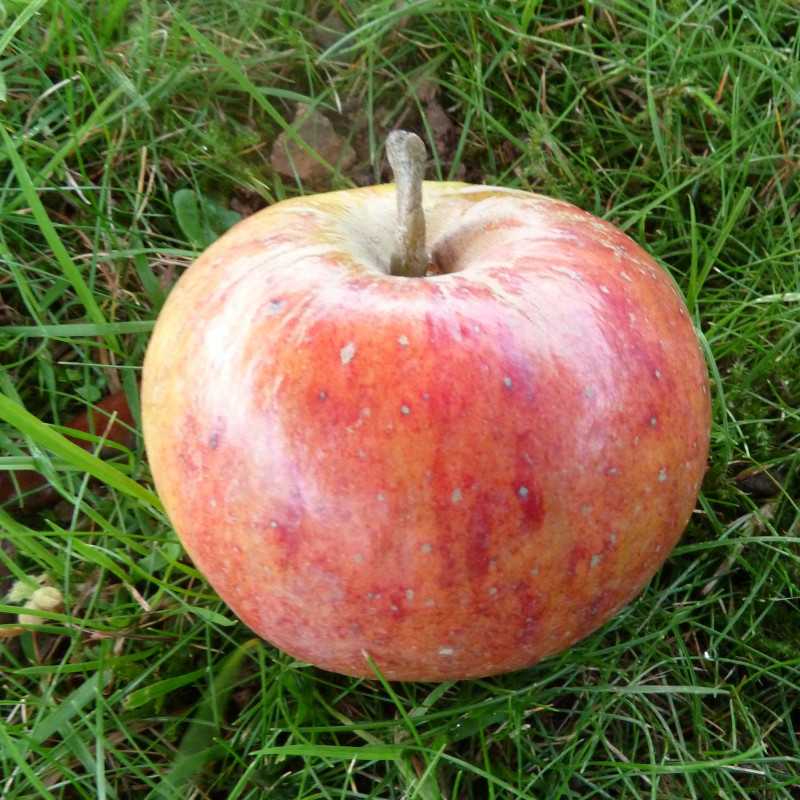 Malus domestica 'Cox's Orange' - Pommier