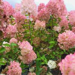 Hydrangea paniculata ‘Petite Cherry‘