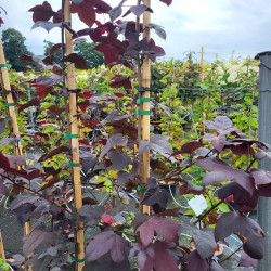 Liquidambar formosana 'Fulu zifeng'