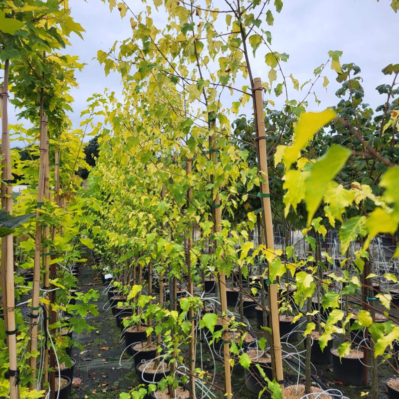 Betula pendula 'Golden Cloud' - Bouleau blanc