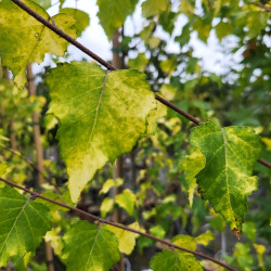 Betula pendula 'Golden Cloud' - Bouleau blanc