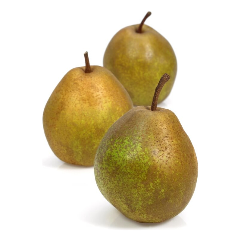 Pyrus communis ‘Bergamotte Esperen‘