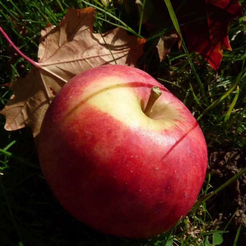 Malus domestica 'Elstar' - Pommier