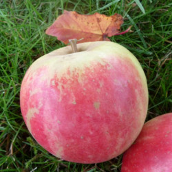 Malus domestica ‘Elstar’