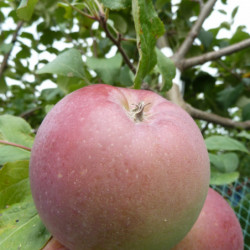 Pommier Fuji