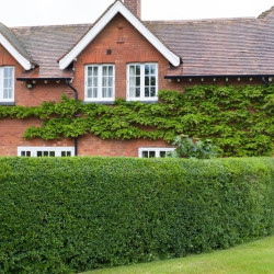 Ligustrum vulgare ‘Atrovirens‘