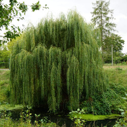 Salix alba 'Tristis' - Saule pleureur