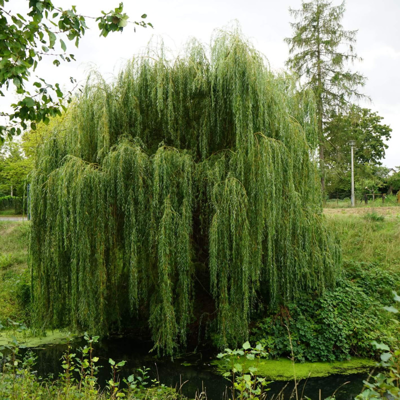 Salix alba 'Tristis' - Saule pleureur