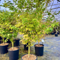 Acer palmatum 'Sangokaku' - Erable du Japon