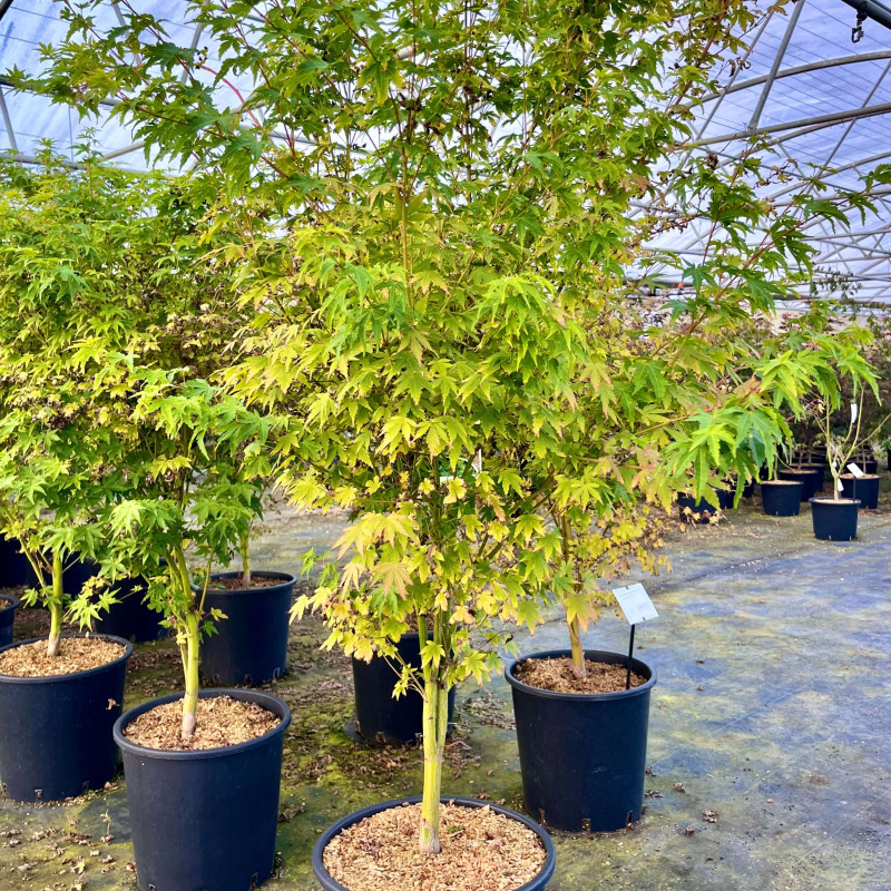 Acer palmatum 'Sangokaku' - Erable du Japon