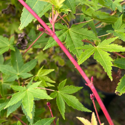 Acer palmatum 'Sangokaku' - Erable du Japon