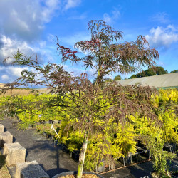 Acer palmatum 'Dissectum Garnet' - Érable du Japon