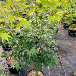 Acer palmatum ‘Aureum’