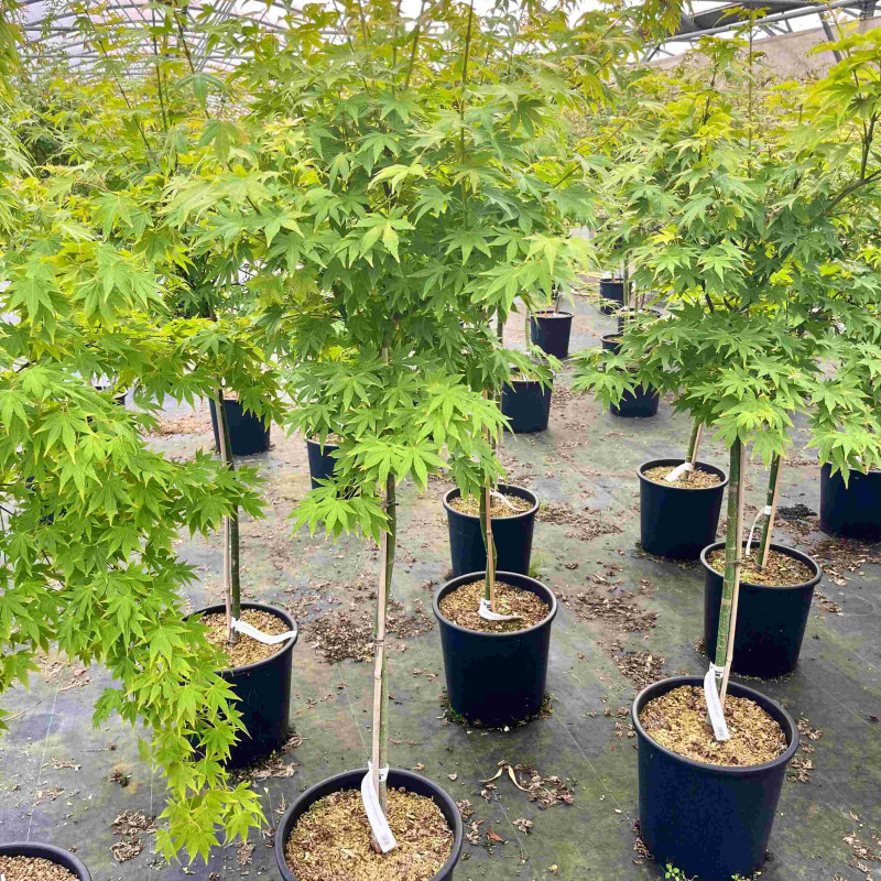 Acer palmatum 'Orange Dream' - Érable du Japon