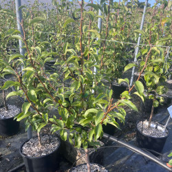 Pyrus communis ‘Soldat laboureur‘