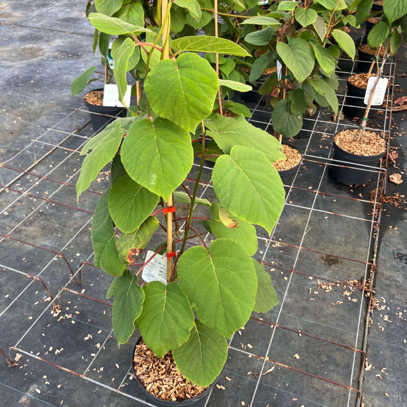 Actinidia chinensis ‘Atlas‘