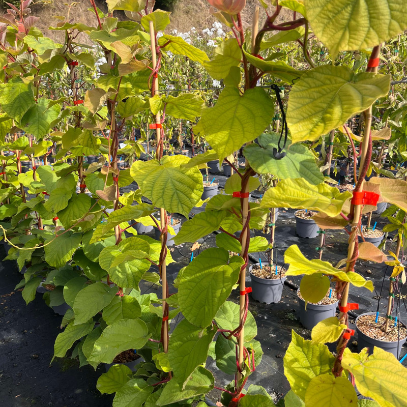 Actinidia deliciosa 'Tomuri' (kiwi mâle)