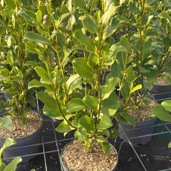 Griselinia littoralis 'Pointe du raz'
