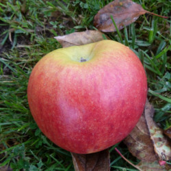 Pommier Jonagold