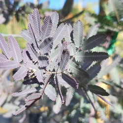 Acacia baileyana 'Purpurea' - Mimosa de Bailey pourpre