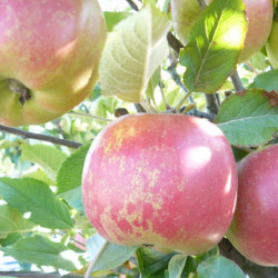 Pommier Melrose