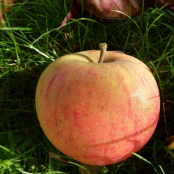 Pommier Reine des Reinettes