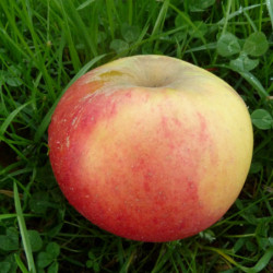 Pommier Reine des Reinettes