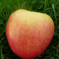 Pommier Reine des Reinettes